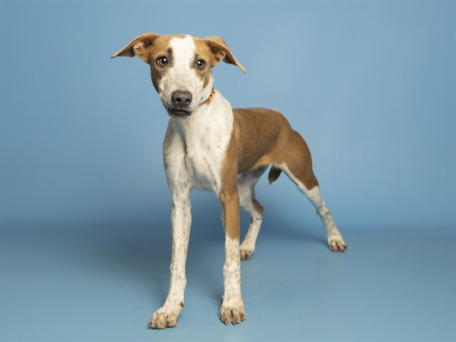 Shelter Stray Female Dog last seen 7TH ST/SOUTHERN AVE, 5501 E Van Buren St, Phoenix, AZ 85008, USA
