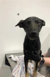 Shelter Stray Male Dog last seen Near BLOCK N MARKS AVE, FRESNO CA 93722 4922, 5277 E Airways Blvd, Fresno, CA 93727, USA