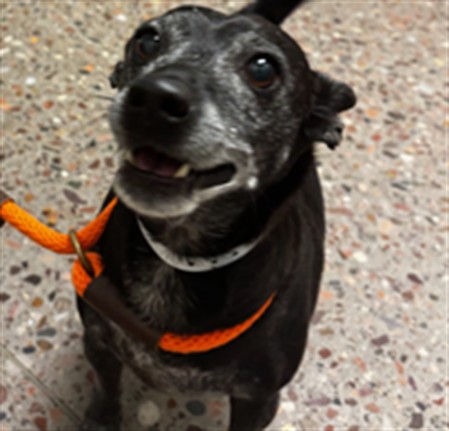 Shelter Stray Male Dog last seen WALATOWA ST & 56TH AVE, 5501 E Van Buren St, Phoenix, AZ 85008, USA