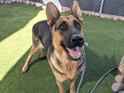Shelter Stray Female Dog last seen ACOMA DR AND DESERT HARBOR DR, 2500 S 27th Ave, Phoenix, AZ 85009, USA