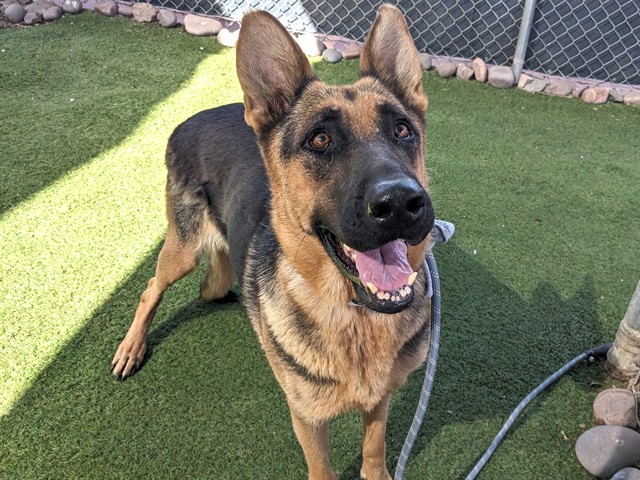 Shelter Stray Female Dog last seen ACOMA DR AND DESERT HARBOR DR, 2500 S 27th Ave, Phoenix, AZ 85009, USA