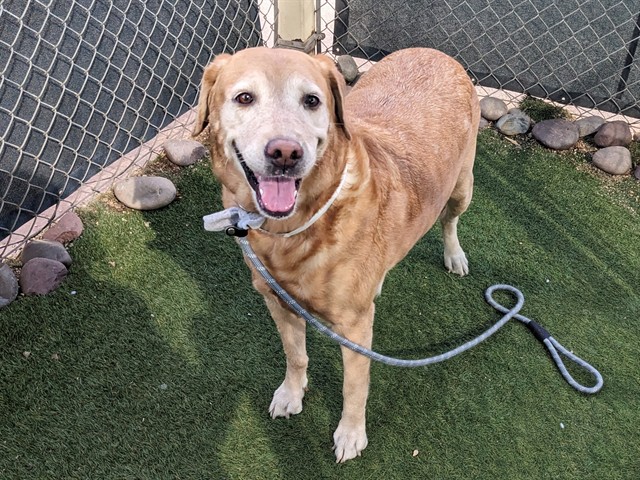 Shelter Stray Female Dog last seen 103RD AVE AND NORTHERN AVE, 2500 S 27th Ave, Phoenix, AZ 85009, USA
