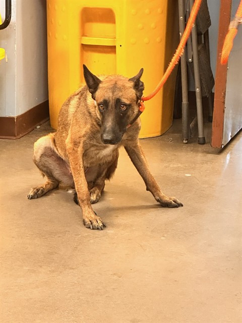 Shelter Stray Female Dog last seen 70TH AVE AND LUKE AVE, 2500 S 27th Ave, Phoenix, AZ 85009, USA