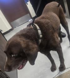 Shelter Stray Male Dog last seen STOCKDALE HWY BAKERSFIELD, 201 S Mt Vernon Ave, Bakersfield, CA 93307, USA