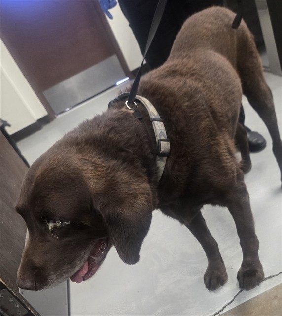 Shelter Stray Male Dog last seen STOCKDALE HWY BAKERSFIELD, 201 S Mt Vernon Ave, Bakersfield, CA 93307, USA
