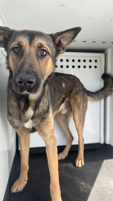 Shelter Stray Male Dog last seen Near BLK MELWOOD, BAKERSFIELD, CA, 201 S Mt Vernon Ave, Bakersfield, CA 93307, USA