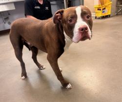 Shelter Stray Male Dog last seen CENTRAL AVE AND BELL RD, 2500 S 27th Ave, Phoenix, AZ 85009, USA