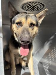 Shelter Stray Male Dog last seen 91ST AVE AND ILLINI ST, 2500 S 27th Ave, Phoenix, AZ 85009, USA