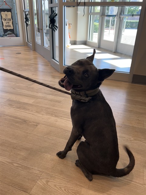 Shelter Stray Male Dog last seen WATERLILLY LN, 8311 Freedom Dr, Pearland, TX 77581, USA