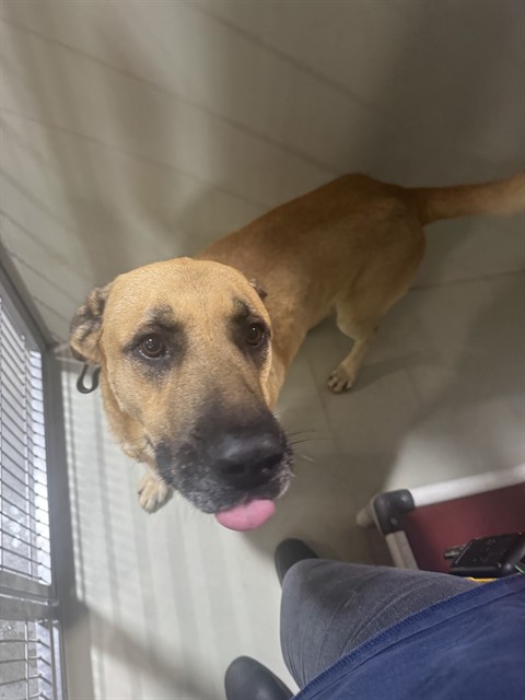 Shelter Stray Male Dog last seen Near BLOCK E BALBOA AVE, MOJAVE CA 93501, 3951 Fruitvale Ave, Bakersfield, CA 93308, USA