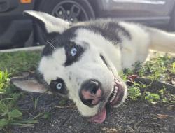 Shelter Stray Male Dog last seen Near BLOCK NW 11 ST, FORT LAUDERDALE FL 33311, 2400 SW 42nd St, Fort Lauderdale, FL 33312, USA