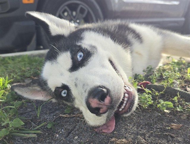 Shelter Stray Male Dog last seen Near BLOCK NW 11 ST, FORT LAUDERDALE FL 33311, 2400 SW 42nd St, Fort Lauderdale, FL 33312, USA