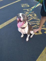 Shelter Stray Male Dog last seen Near BLOCK SW 4 CT, FORT LAUDERDALE FL 33312, 2400 SW 42nd St, Fort Lauderdale, FL 33312, USA