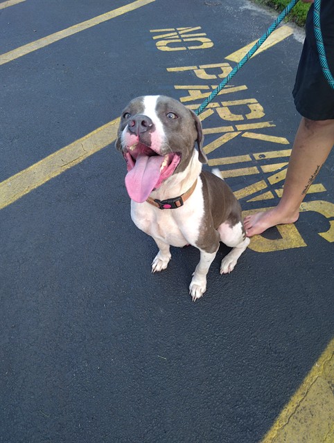 Shelter Stray Male Dog last seen Near BLOCK SW 4 CT, FORT LAUDERDALE FL 33312, 2400 SW 42nd St, Fort Lauderdale, FL 33312, USA