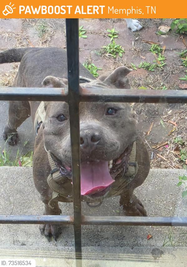 Found/Stray Unknown Dog last seen Jackson and Trezevant, Memphis, TN 38108