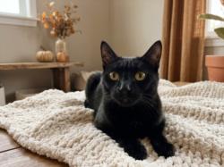 Shelter Stray Female Cat last seen , 957 N Gaffey St, San Pedro, CA 90731, USA