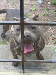 Found/Stray Unknown Dog last seen Jackson and Trezevant, Memphis, TN 38108