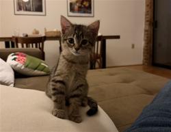 Shelter Stray Female Cat last seen Near BLOCK W BAYAUD AVE, DENVER CO 80223, 1241 W Bayaud Ave, Denver, CO 80223, USA