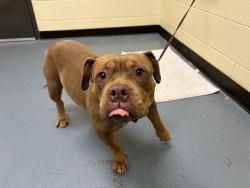 Shelter Stray Female Dog last seen Near BLOCK COURT PL DENVER, CO 80205, 1241 W Bayaud Ave, Denver, CO 80223, USA