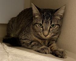 Shelter Stray Female Cat last seen Near BLOCK S DOWNING ST, DENVER CO 80210, 1241 W Bayaud Ave, Denver, CO 80223, USA