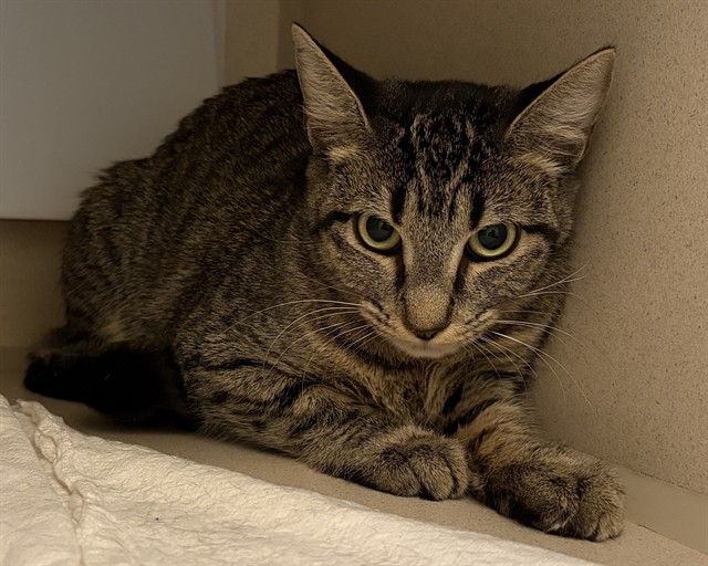 Shelter Stray Female Cat last seen Near BLOCK S DOWNING ST, DENVER CO 80210, 1241 W Bayaud Ave, Denver, CO 80223, USA