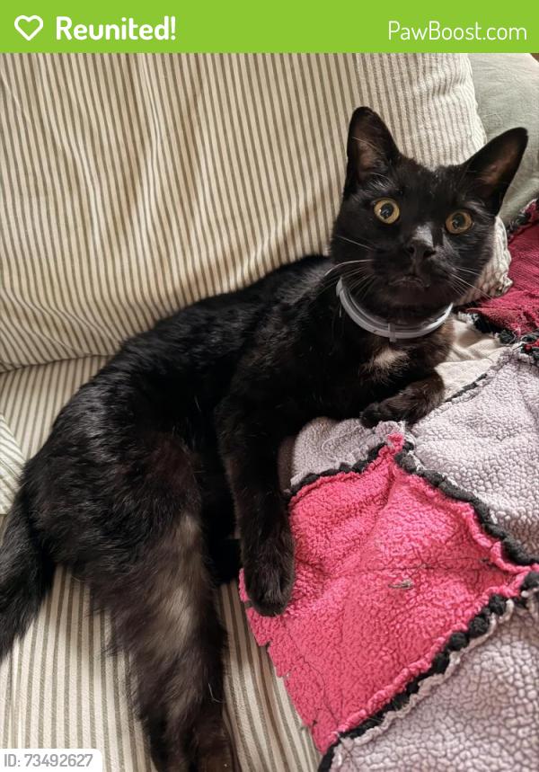 Reunited Male Cat last seen E 14th St and Hickory, 37404, Chattanooga, TN 37404