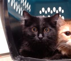 Shelter Stray Female Cat last seen Near BLOCK N KALAMATH ST, DENVER CO 80211, 1241 W Bayaud Ave, Denver, CO 80223, USA