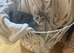 Shelter Stray Female Cat last seen Near BLOCK W BAYAUD AVE, DENVER CO 80223, 1241 W Bayaud Ave, Denver, CO 80223, USA