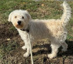 Shelter Stray Female Dog last seen Near BLOCK W CHESTERFIELD PARKWAY/SWINGLEY RIDGE RD,63017, 10521 Baur Blvd, Olivette, MO 63132, USA