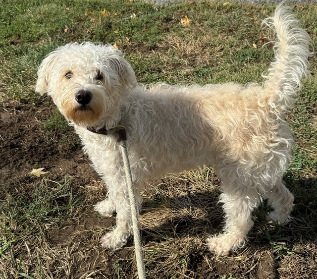Shelter Stray Female Dog last seen Near BLOCK W CHESTERFIELD PARKWAY/SWINGLEY RIDGE RD,63017, 10521 Baur Blvd, Olivette, MO 63132, USA