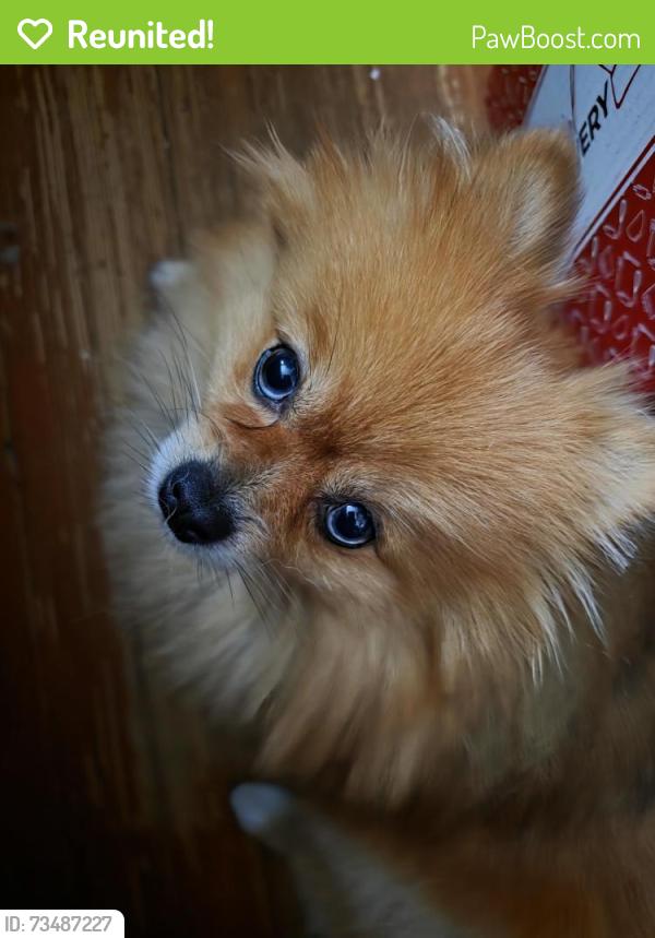 Reunited Female Dog last seen Jo's Exotic Birds, Kenosha, WI 53143