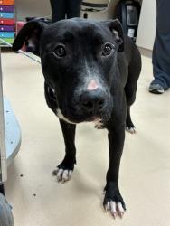 Shelter Stray Female Dog last seen Near BLOCK RATON DR,63136, 10521 Baur Blvd, Olivette, MO 63132, USA