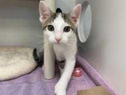 Shelter Stray Male Cat last seen 27TH/MELVINA, 3839 W Burnham St, West Milwaukee, WI 53215, USA