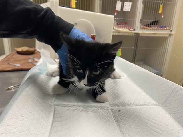 Shelter Stray Female Cat last seen Near BLOCK S LOGAN AV, 3839 W Burnham St, West Milwaukee, WI 53215, USA
