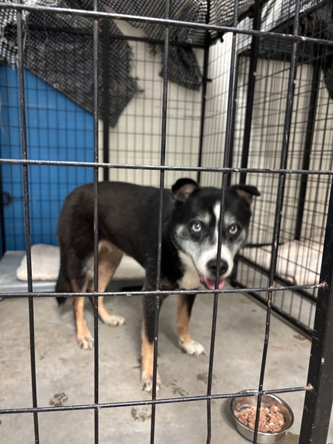 Shelter Stray Female Dog last seen Near BLOCK E KRAUSS ST-63111, 10521 Baur Blvd, Olivette, MO 63132, USA