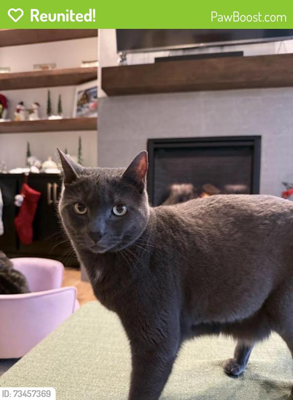 Reunited Female Cat last seen SE Evergreen Hwy & SE 169th Ct., Vancouver, WA 98683