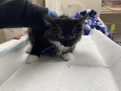 Shelter Stray Female Cat last seen Near BLOCK S LOGAN AV, 3839 W Burnham St, West Milwaukee, WI 53215, USA