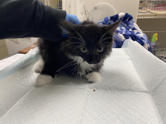 Shelter Stray Female Cat last seen Near BLOCK S LOGAN AV, 3839 W Burnham St, West Milwaukee, WI 53215, USA