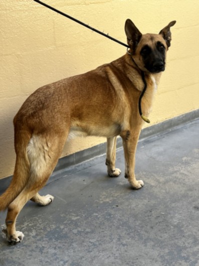 Shelter Stray Female Dog last seen , West Valley Animal Shelter, 20655 Plummer St, Chatsworth, CA 91311, USA