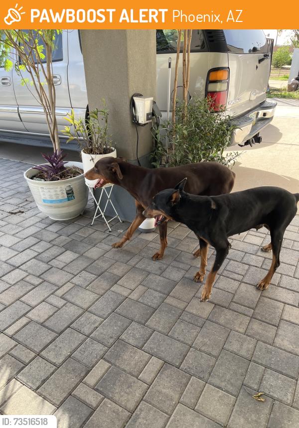 Found/Stray Female Dog last seen 91st Ave and Clarendon ave, Phoenix, AZ 85037