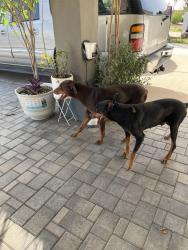 Found/Stray Female Dog last seen 91st Ave and Clarendon ave, Phoenix, AZ 85037