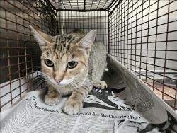 Shelter Stray Female Cat last seen , 3201 Lacy St, Los Angeles, CA 90031, USA