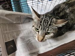 Shelter Stray Female Cat last seen , 3201 Lacy St, Los Angeles, CA 90031, USA
