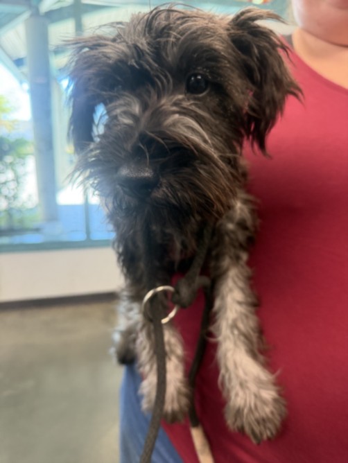 Shelter Stray Male Dog last seen , West Valley Animal Shelter, 20655 Plummer St, Chatsworth, CA 91311, USA
