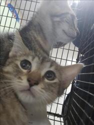 Shelter Stray Male Cat last seen , 3201 Lacy St, Los Angeles, CA 90031, USA