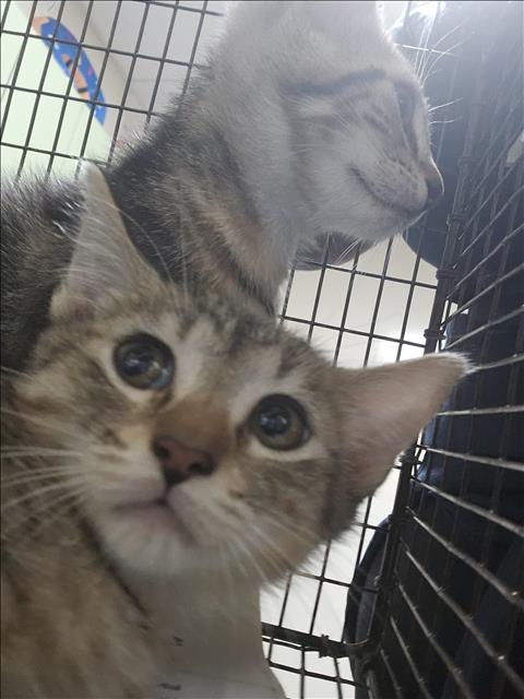 Shelter Stray Male Cat last seen , 3201 Lacy St, Los Angeles, CA 90031, USA
