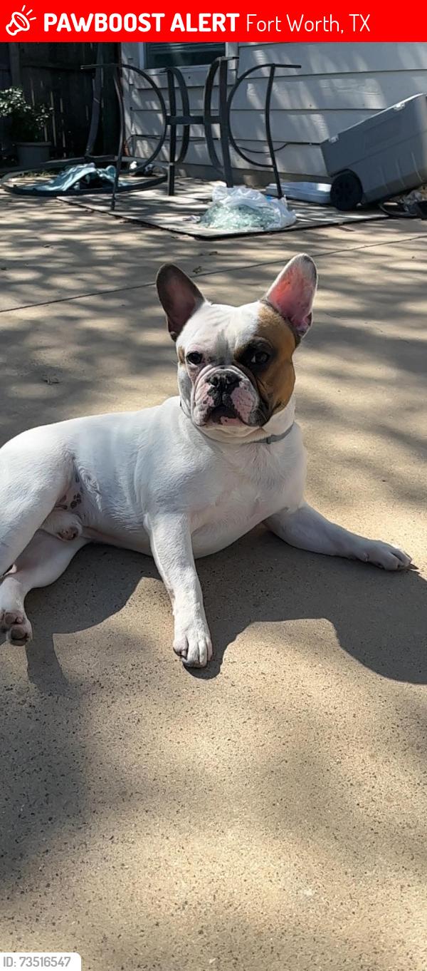 Lost Male Dog last seen Raleigh dr, Fort Worth, TX 76123