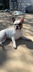 Lost Male Dog last seen Raleigh dr, Fort Worth, TX 76123