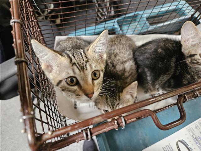 Shelter Stray Female Cat last seen , 3201 Lacy St, Los Angeles, CA 90031, USA