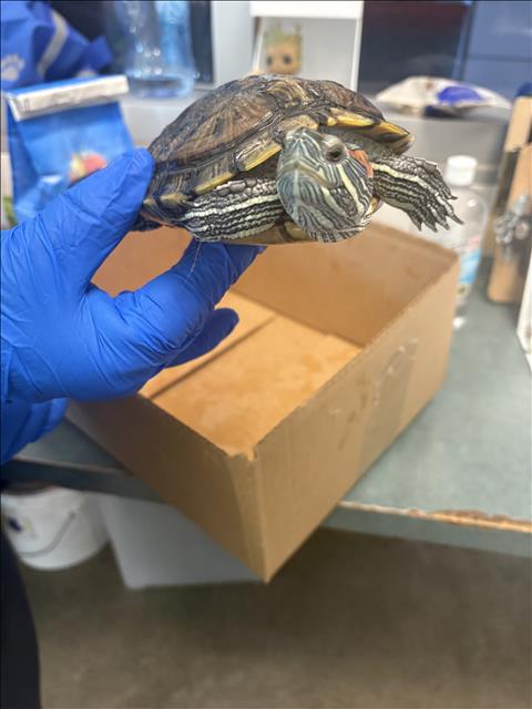 Shelter Stray Female Other last seen , West Valley Animal Shelter, 20655 Plummer St, Chatsworth, CA 91311, USA